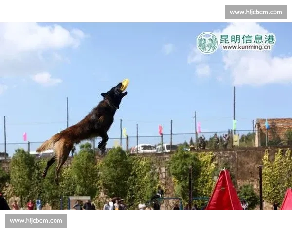 马犬国际比赛盛况揭幕 展现精英犬种卓越风采与激烈竞技 马犬国际比赛盛况揭幕 展现精英犬种卓越风采与激烈竞技